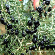 New arrival Wholesale bulk black goji berries and fruits from China with low price